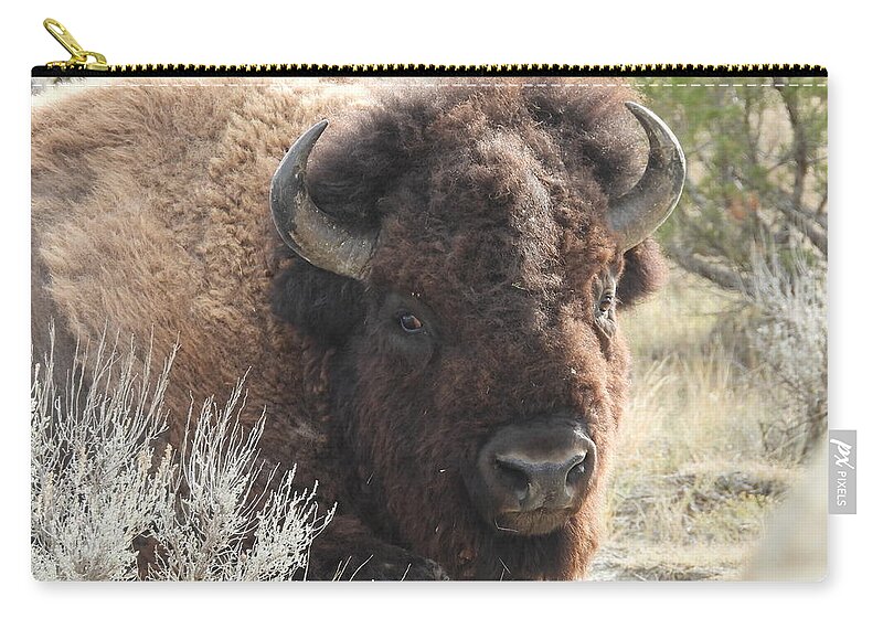 Bison Zip Pouch featuring the photograph Bison On The Trail 3 by Amanda R Wright