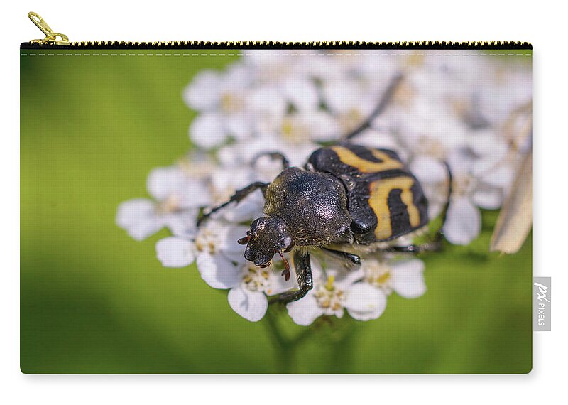 Nature Zip Pouch featuring the photograph Black-and-yellow bug enjoying flower nectar by Maria Dimitrova
