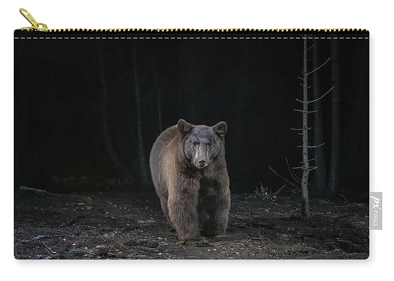 Bear Zip Pouch featuring the photograph Black Bear, Black Night by Randy Robbins