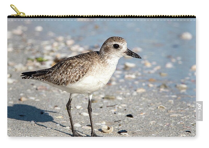 Grey Plover Zip Pouch featuring the photograph Black-bellied Plover at the Shore by Bradford Martin