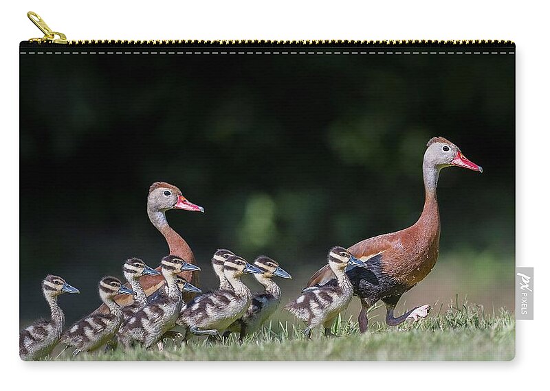 Black-bellied Whistling Duck Carry-all Pouch featuring the photograph Black-bellied whistling duck with its babies by Puttaswamy Ravishankar