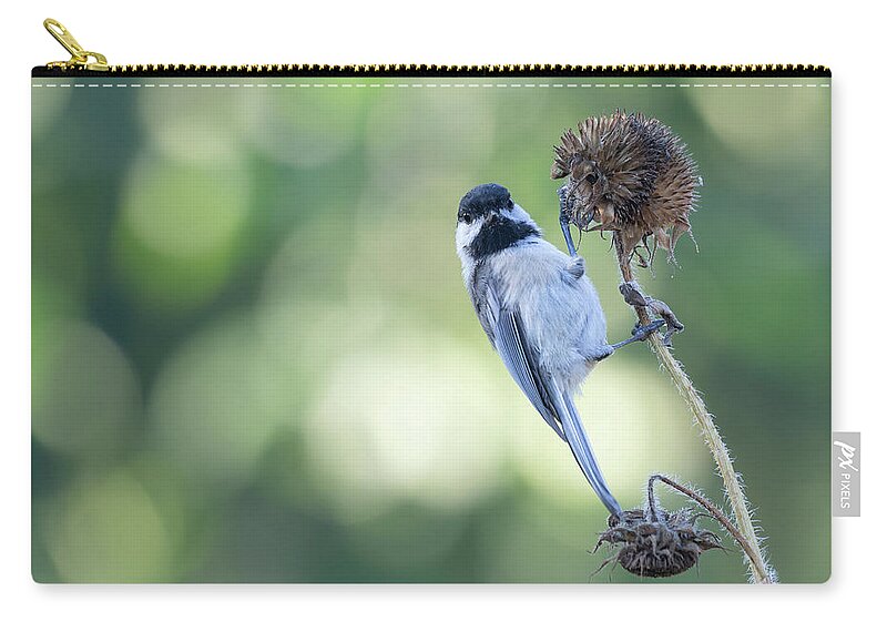 Black-capped Chickadee Zip Pouch featuring the photograph Black-capped Chickadee 2021-1 by Thomas Young