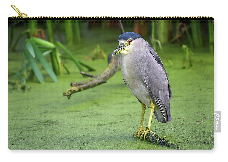 Black Zip Pouch featuring the photograph Black Crowned Night Heron by David Hart