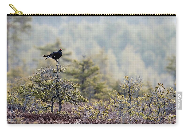 Black Grouse Zip Pouch featuring the photograph Black Grouse on top of a small pine by Torbjorn Swenelius