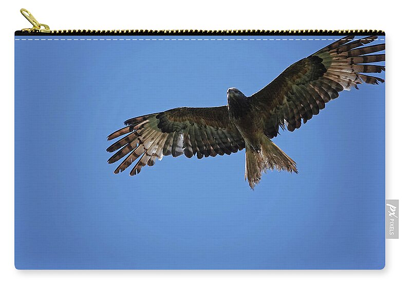 Animals Zip Pouch featuring the photograph Black Kite soaring overhead by Maryse Jansen