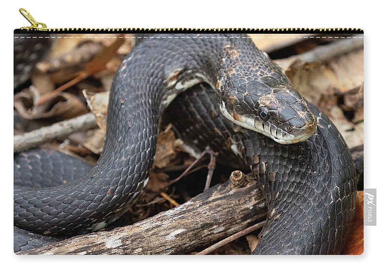 Reptile Zip Pouch featuring the photograph Black Rat Snake by Art Cole
