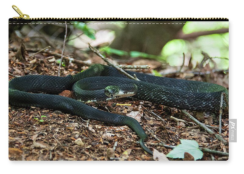 Brevard Carry-all Pouch featuring the photograph Black Rat Snake by Melissa Southern