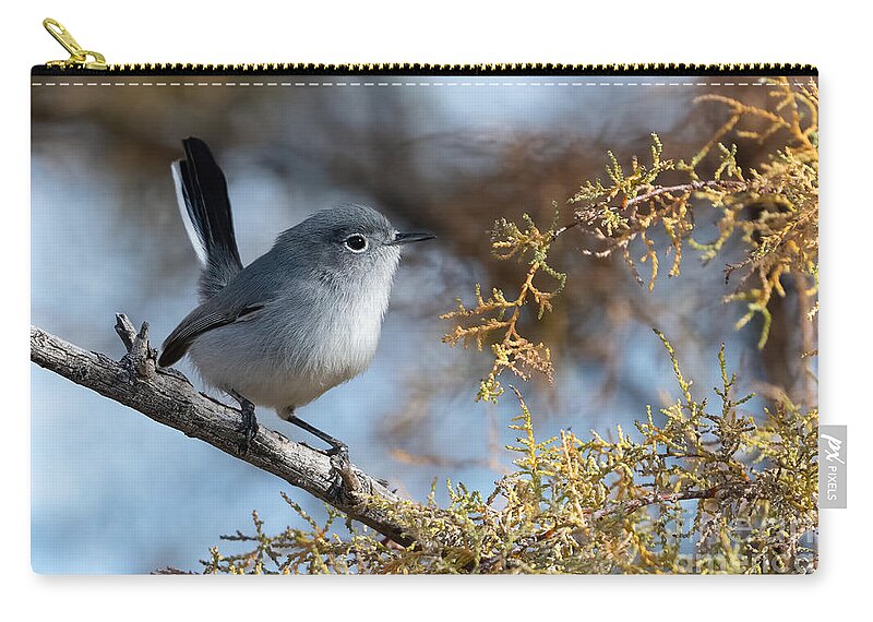 Bird Zip Pouch featuring the photograph Black-tailed Gnatcatcher by Lisa Manifold