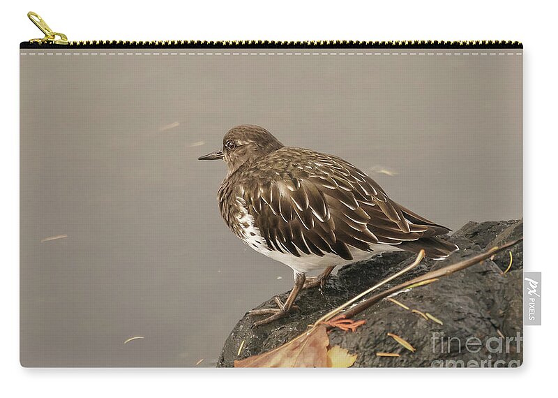 Arenaria Melanocephala Zip Pouch featuring the photograph Black Turnstone on a Fall Day by Nancy Gleason