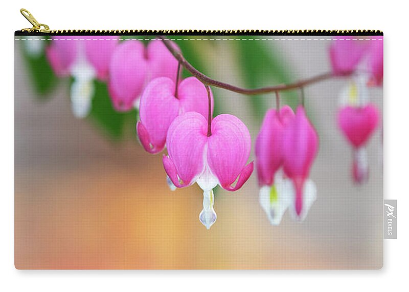 Bleeding Heart Zip Pouch featuring the photograph Bleeding Heart Flowers in Spring by Tim Gainey