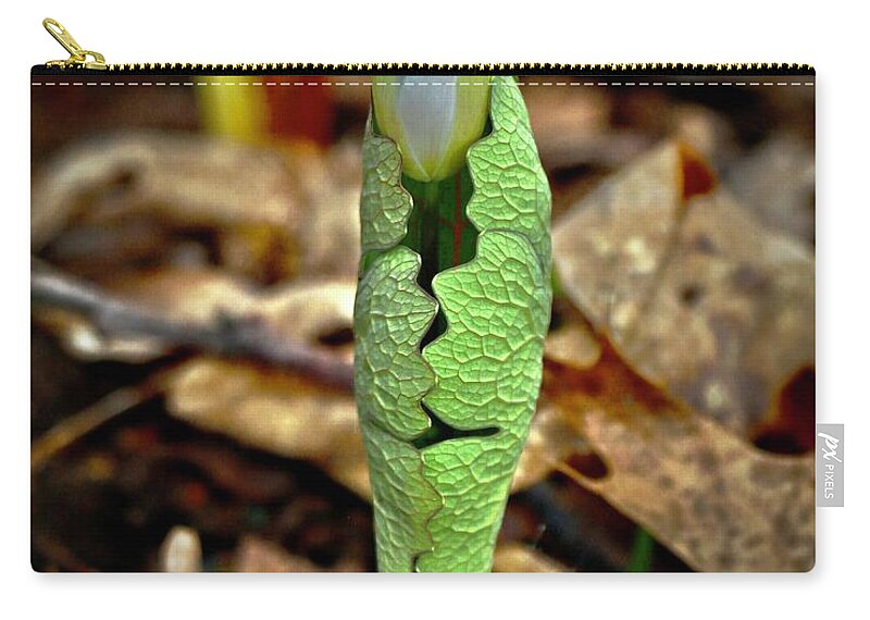 Bloodroot Zip Pouch featuring the photograph Bloodroot Unfolding by Sarah Lilja