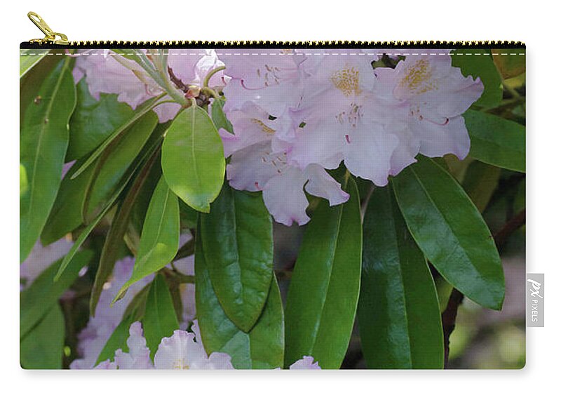 Jenny Rainbow Fine Art Photography Zip Pouch featuring the photograph Bloom Of Rhododendron Album Novum 1 by Jenny Rainbow