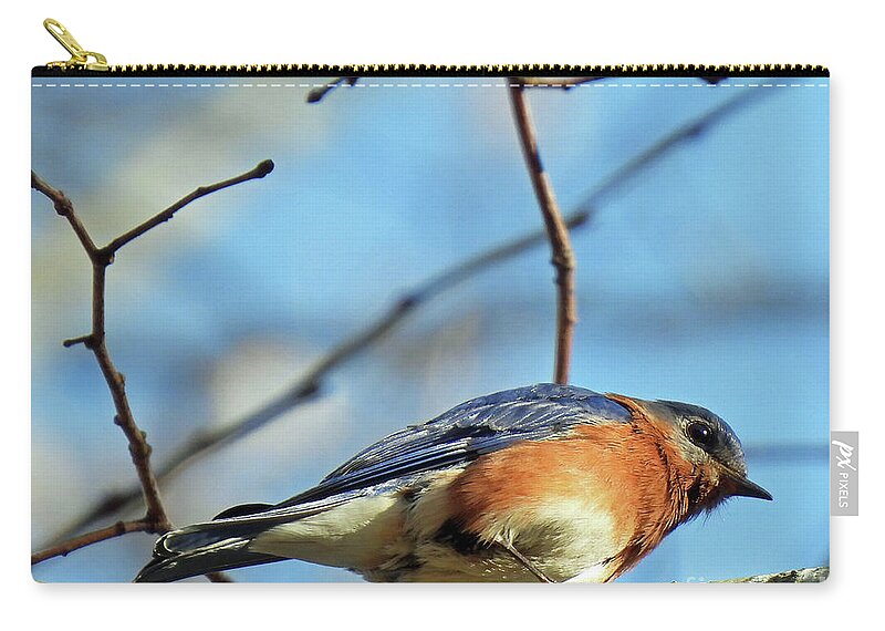 Nature Zip Pouch featuring the photograph Blue Bird51 by Lizi Beard-Ward