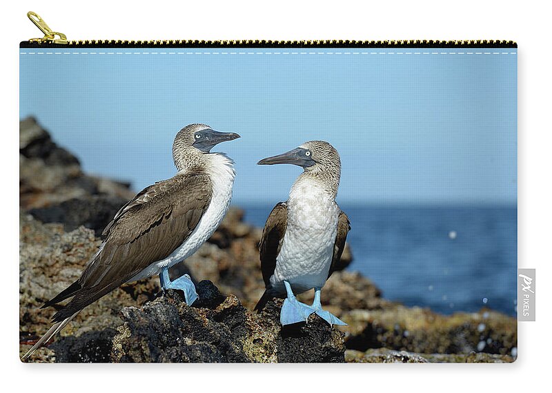 Republic Of Ecuador Zip Pouch featuring the photograph Blue-footed Booby, Sula nebouxii, on rocks, Punta Moreno, Isabela Island, Galapagos Islands, Ecuador by Kevin Oke