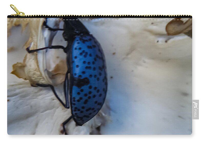 Blue Zip Pouch featuring the photograph Blue Fungus Beetle on Oyster Mushrooms by Bonny Puckett