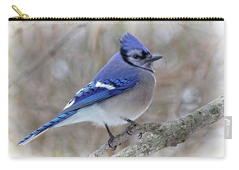 Bird Carry-all Pouch featuring the photograph Blue Jay - Side Profile by Ron Grafe