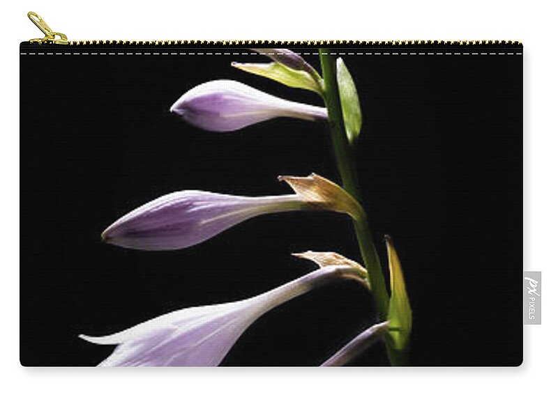Blue Plantain Lily Carry-all Pouch featuring the photograph Blue Plantain Lily 2 by Kevin Suttlehan