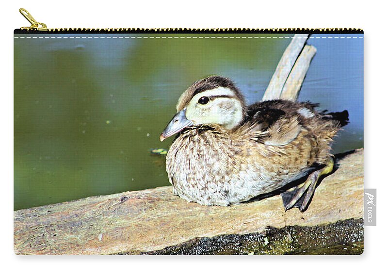 Blue Winged Zip Pouch featuring the photograph Blue Winged Teal Duckling by Kristin Elmquist