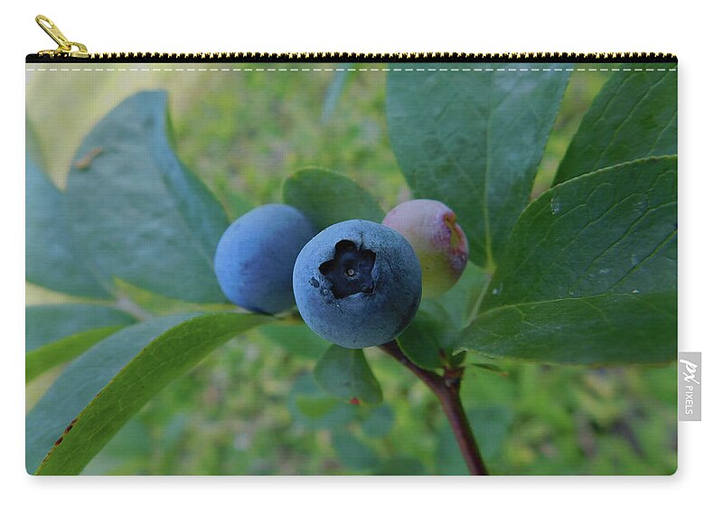 Botanical Carry-all Pouch featuring the photograph Blueberries by Carl Moore