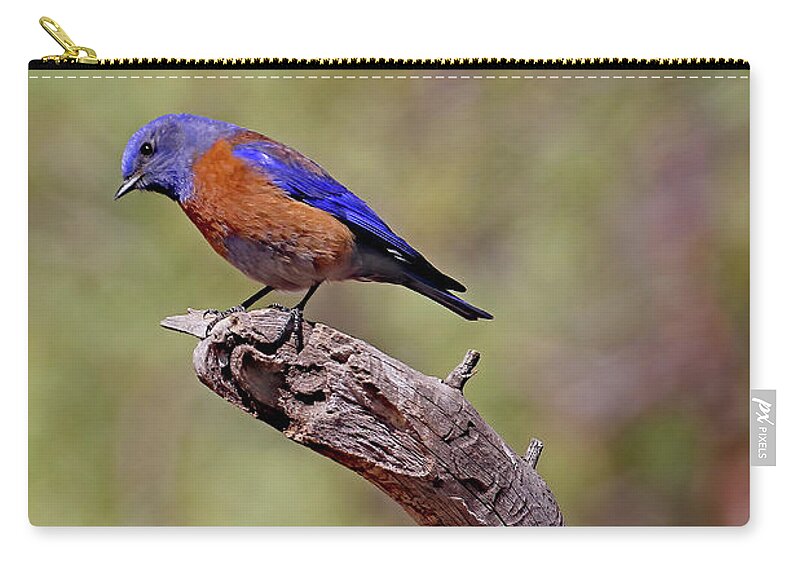 Utah Zip Pouch featuring the photograph Bluebird At Red Canyon by Jennifer Robin