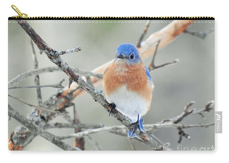 Bird Zip Pouch featuring the photograph Bluebird Perched Photograph by Eunice Miller