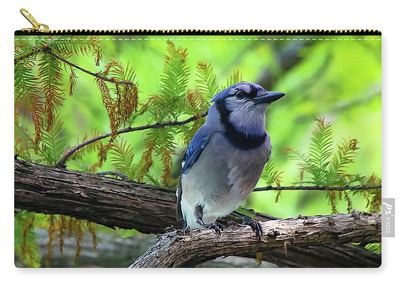 Bluejay Zip Pouch featuring the photograph Bluejay by Pam Rendall