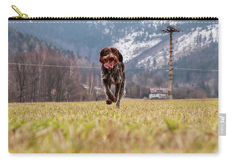 Bohemian Wire Carry-all Pouch featuring the photograph Bohemian Wire Haired Pointing Griffon running towards to me for some food. She jumps and runs to me for my order. by Vaclav Sonnek