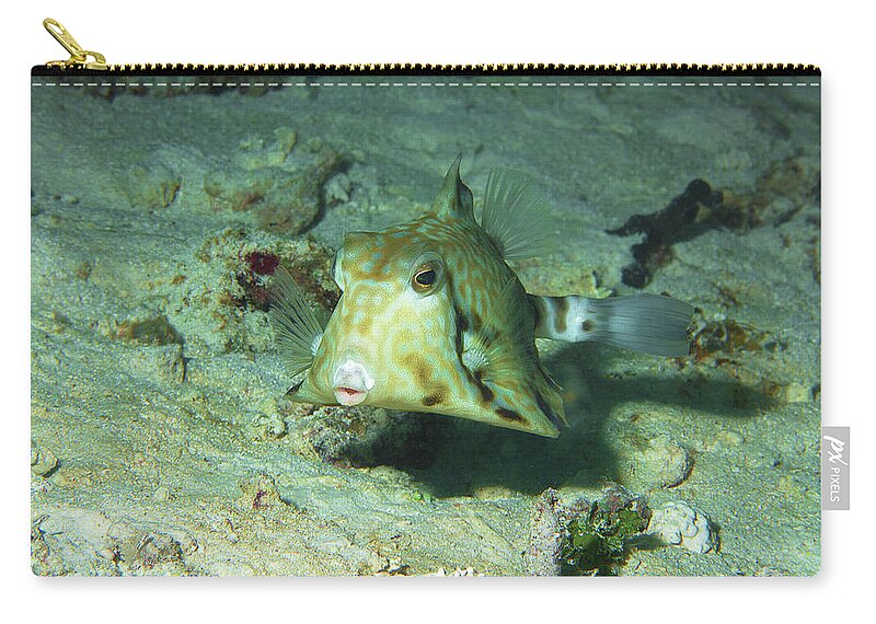 Boxfish Zip Pouch featuring the photograph Boxfish - You will love this photograph of that cute fish - by Ute Niemann