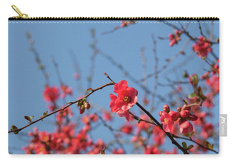 Jenny Rainbow Fine Art Photography Zip Pouch featuring the photograph Branches of Flowering Quince 1 by Jenny Rainbow