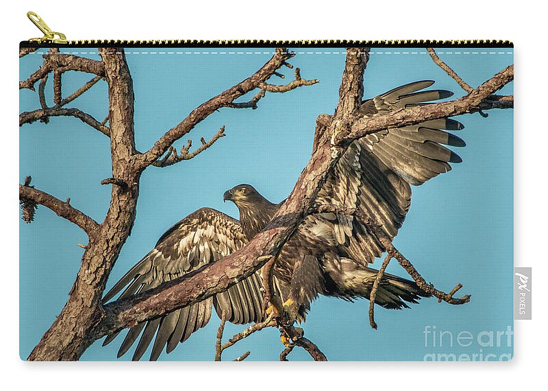 Eagle Zip Pouch featuring the photograph Branching Juvenile Eagle by Tom Claud