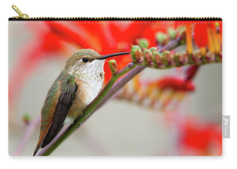 Rufous Zip Pouch featuring the photograph Breather - Rufous Hummingbird by Belen Bilgic Schneider