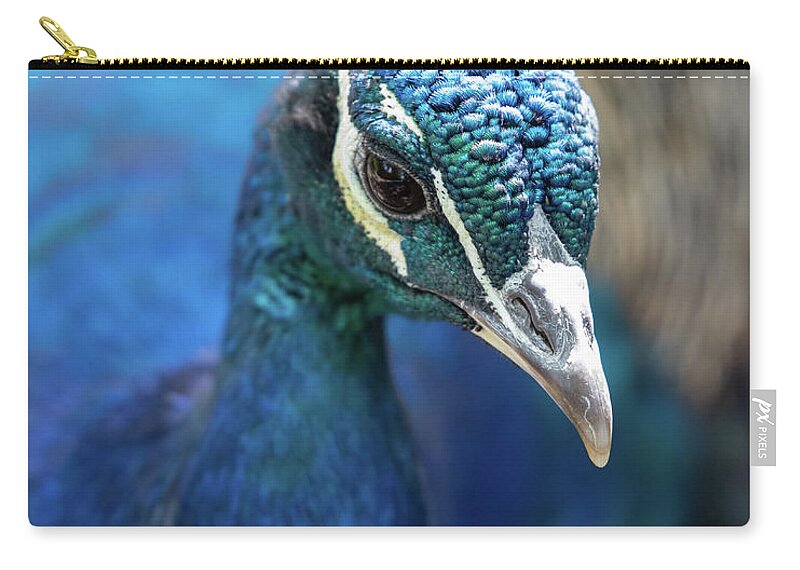 Bronx Zoo Zip Pouch featuring the photograph Bronx Peacock by Kevin Suttlehan