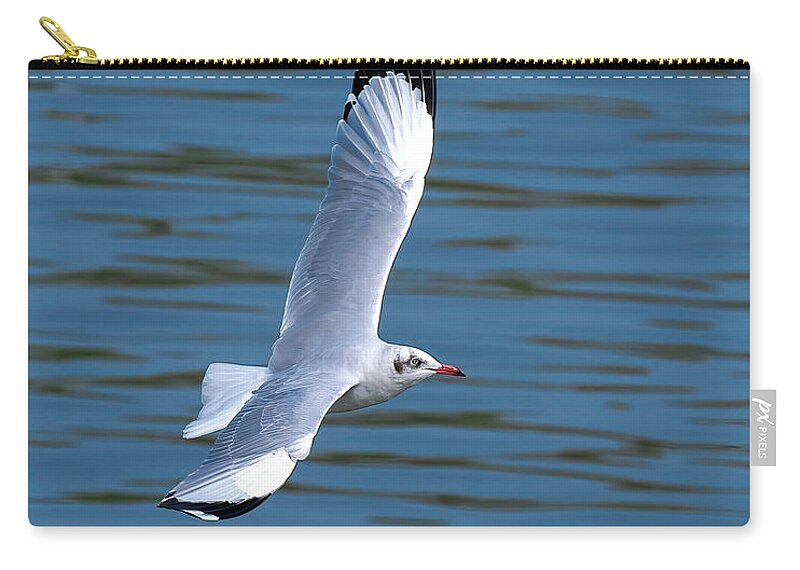 Nature Zip Pouch featuring the photograph Brown-headed Gull in Flight DTHN0389 by Gerry Gantt