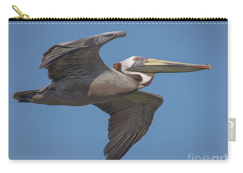 Nature Zip Pouch featuring the photograph Brown pelican at Kiawah by Barry Bohn