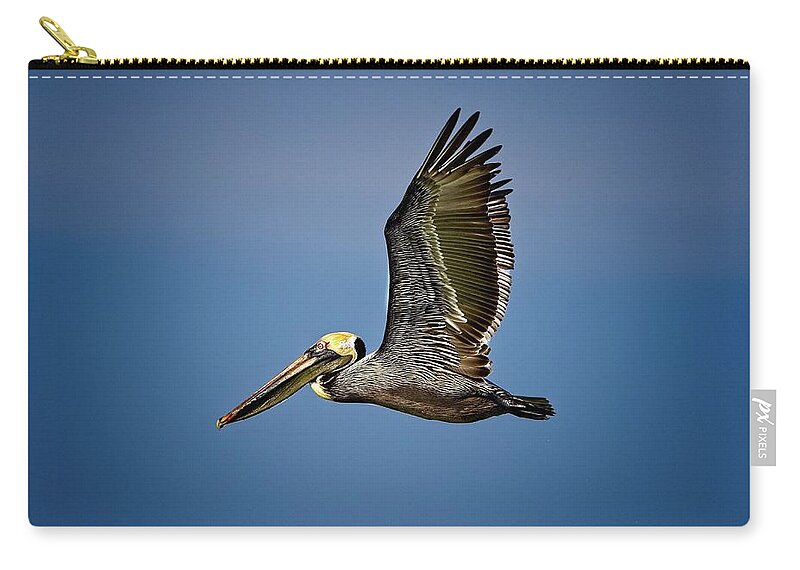 Brown Pelican Zip Pouch featuring the photograph Brown Pelican looking for Fish by Ronald Lutz