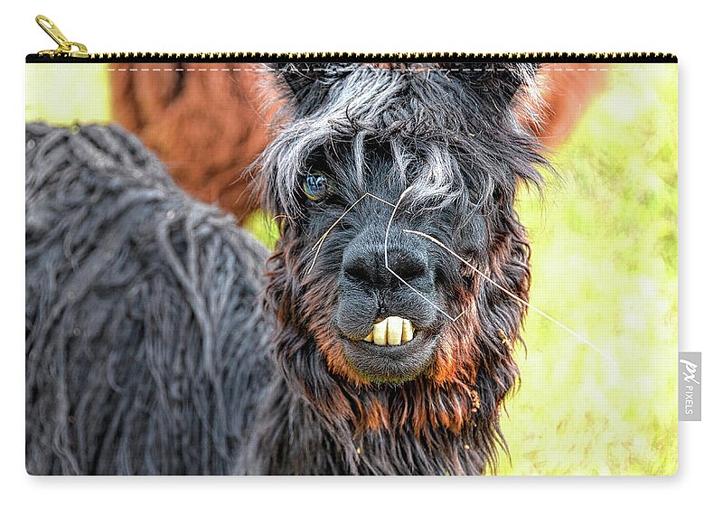 Bucky Zip Pouch featuring the photograph Bucky the Alpaca by David Lawson
