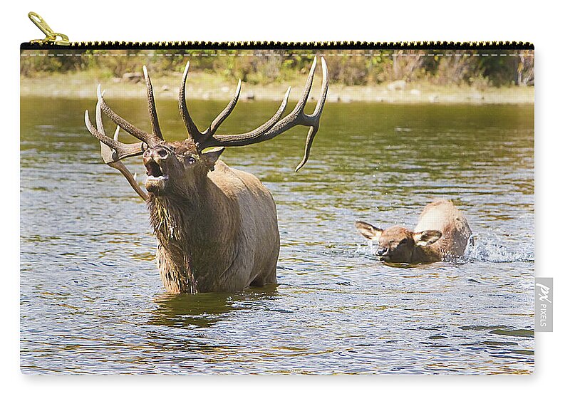 Elk Zip Pouch featuring the photograph Bugling Bull Elk and Calf by James BO Insogna