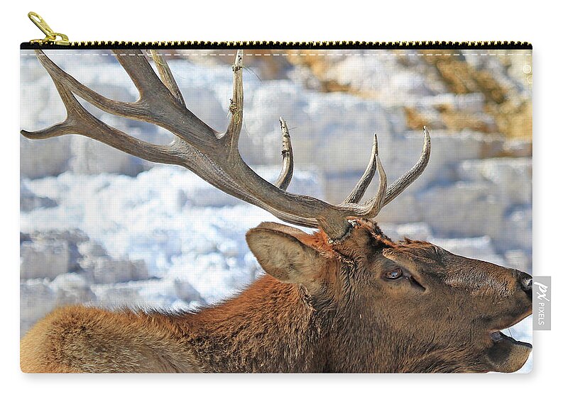 Elk Zip Pouch featuring the photograph Bull Elk Bugling by Shixing Wen