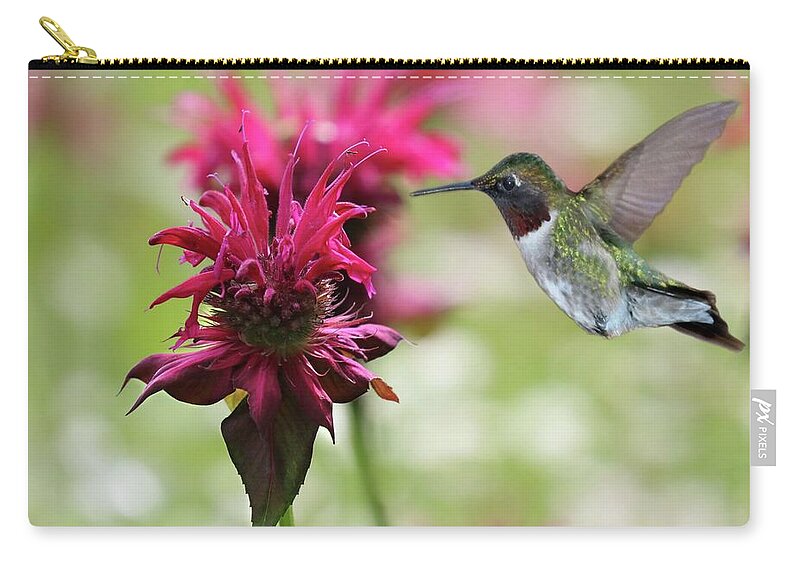 Bee Balm Zip Pouch featuring the photograph Burgundy Bee Balm and Ruby-throated Hummingbird by Sandra Huston
