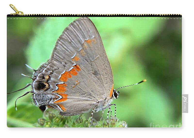 Butterfly Zip Pouch featuring the photograph Butterfly Glow by Catherine Wilson