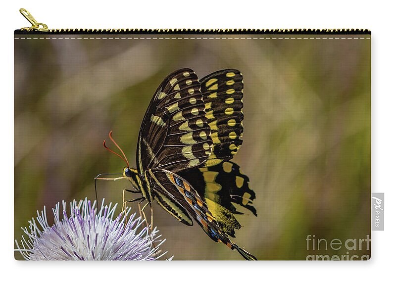 Butterfly Zip Pouch featuring the photograph Butterfly on Thistle by Tom Claud