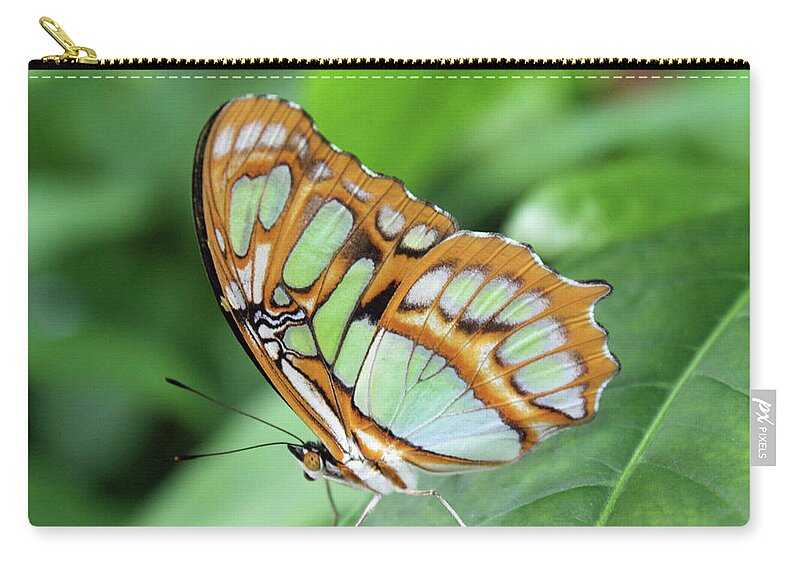 Butterfly Zip Pouch featuring the photograph Butterfly6109 by Carolyn Stagger Cokley