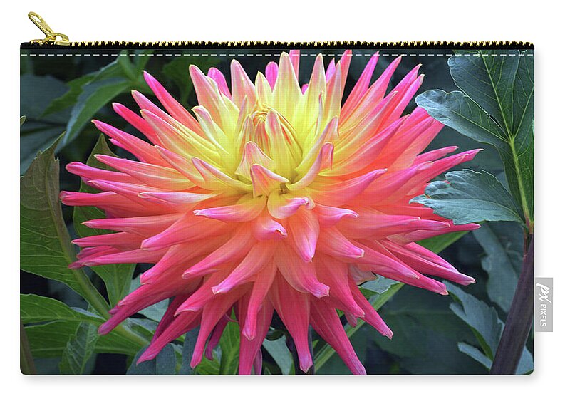 Cactus Dahlia Zip Pouch featuring the photograph Cactus Dahlia. by Terence Davis