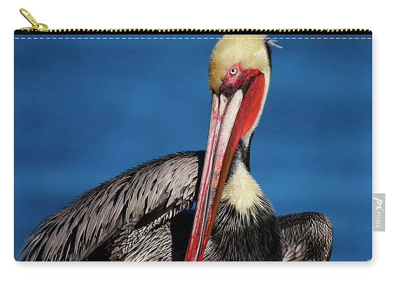 Pelican Zip Pouch featuring the photograph California Brown Pelican In Mega Breeding Colors by John F Tsumas
