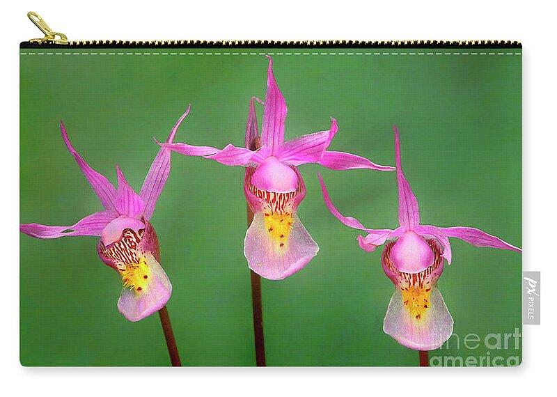 Dave Welling Zip Pouch featuring the photograph Calypso Orchids Calypso Bulbosa Wyoming by Dave Welling