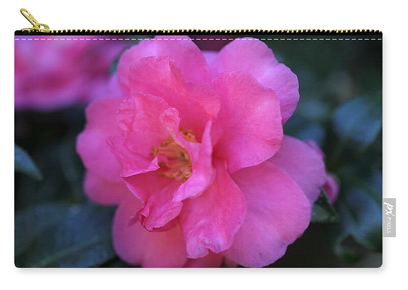 Camellia Zip Pouch featuring the photograph Pink Camellia by Mingming Jiang