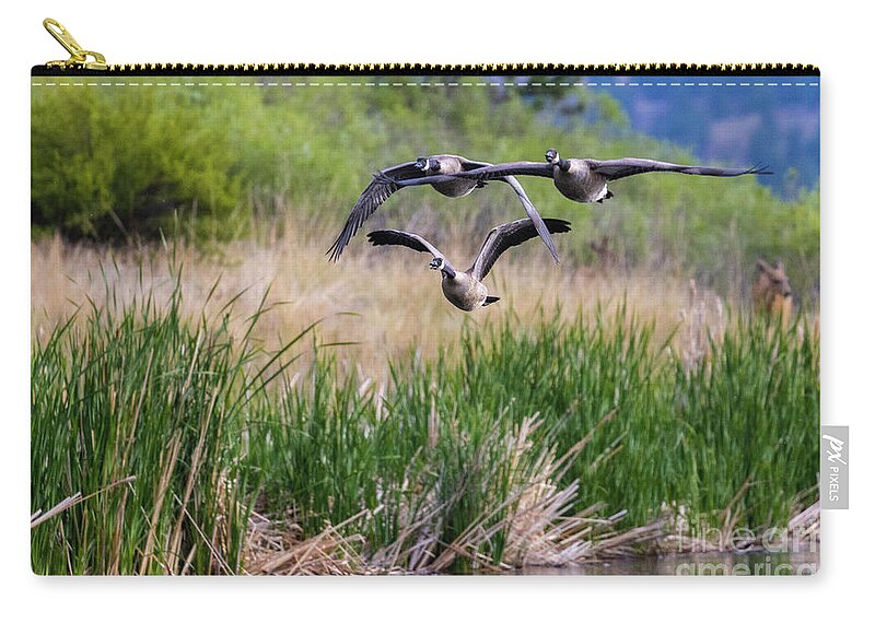 Geese Zip Pouch featuring the photograph Canada Geese in Flight by Steven Krull