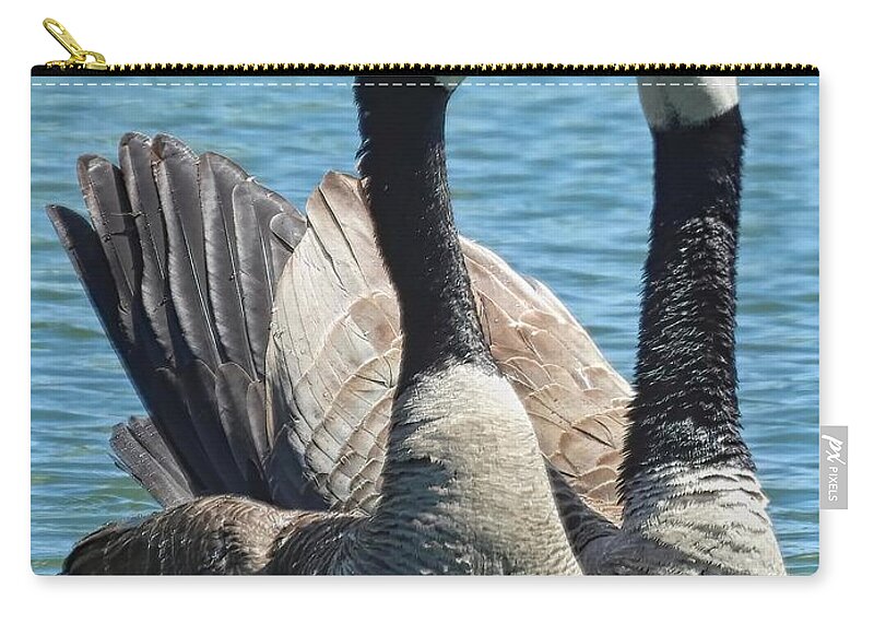 Canada goose deals duck down