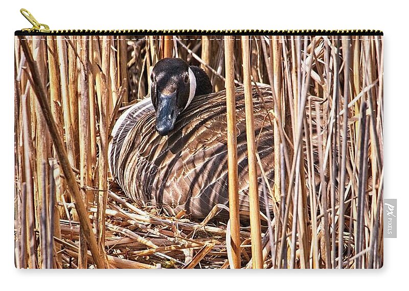 Arboretum Zip Pouch featuring the photograph Canada Goose on Nest - Madison, Wisconsin by Steven Ralser