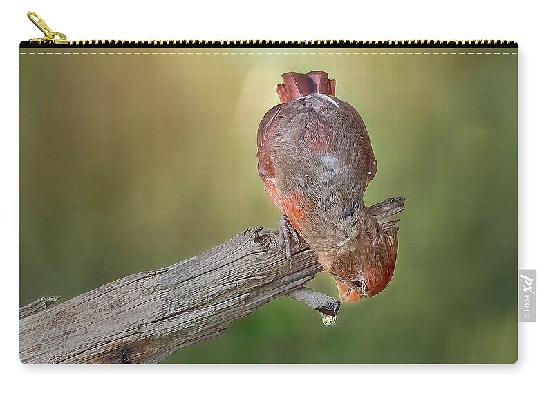 Cardinal Zip Pouch featuring the photograph Cardinal at Water Drip by Cheri Freeman